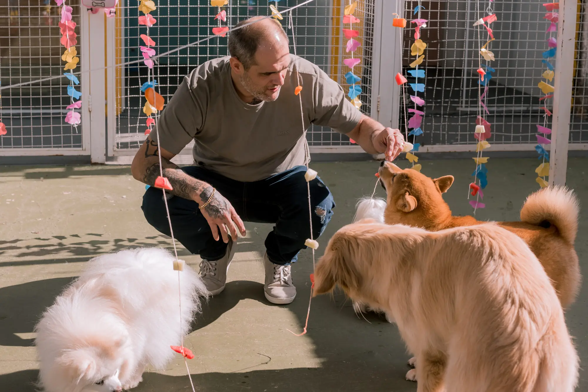 Tutor brincando com cães na creche da Grand Animal Place